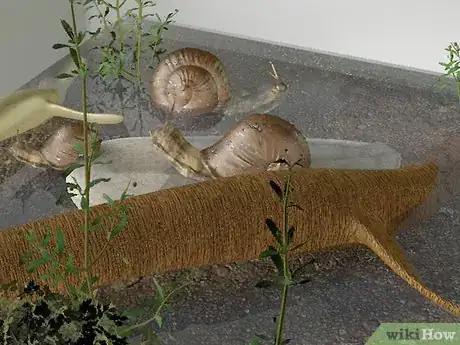 Immagine titolata Care for Snails Step 7