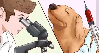 Identificare i Vermi dei Cani