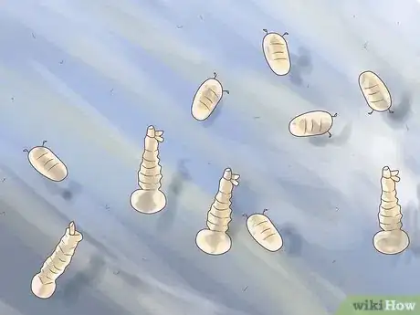 Immagine titolata Raise Mosquito Larvae for Fish Food Step 4