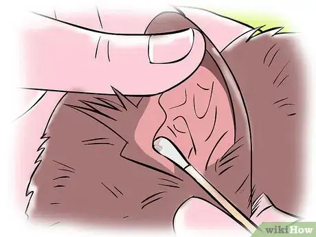 Immagine titolata Treat Ear Mites Step 3