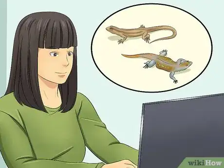 Immagine titolata Catch a Lizard Without Using Your Hands Step 12