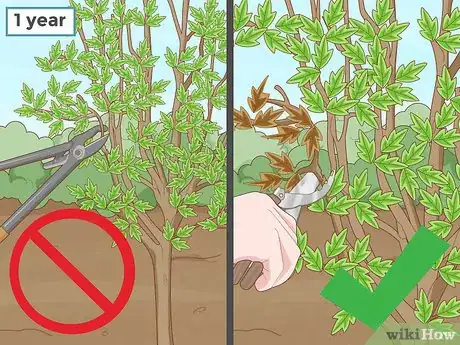Immagine titolata Replant a Tree Step 16