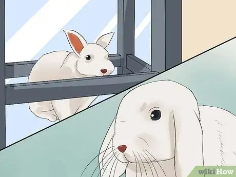 Immagine titolata Clean Your Rabbit's Ears Step 4