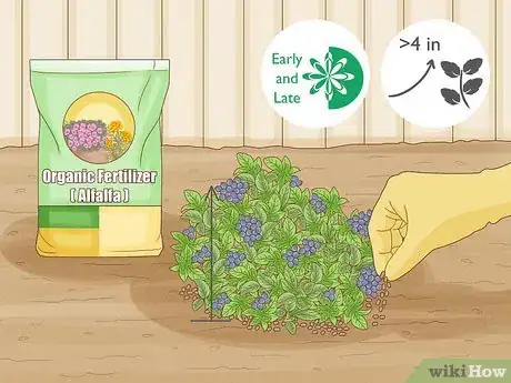 Immagine titolata Grow Blueberries Step 15