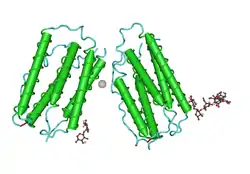 modello molecolare dell'interferone beta-1a umano