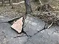 Rottura dell'asfalto associata alla crescita di un albero presente in prossimità della strada