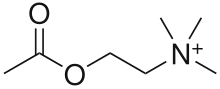 Acetilcolina