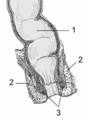 1) Retto2) Sfintere esterno3) Sfintere interno