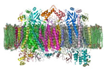 Modello tridimensionale dell'enzima