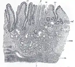 Sezione di mucosa di stomaco umano, in prossimità dell'orifizio cardiale. x45.