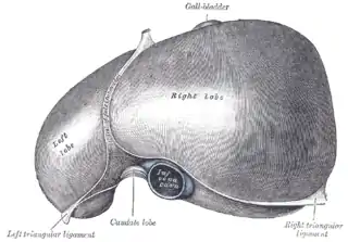 Faccia superiore del fegato presa da "Anatomia del Gray"