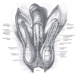 Fig.11 - Elementi del funicolo spermatico