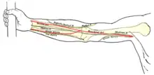 Visione frontale dell'arto superiore destro, sono indicati i punti di riferimento, in superficie, per le ossa, arterie e nervi.