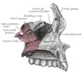 Articolazione dell'osso palatino di sinistra con il mascellare.