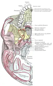 Base cranica, vista inferiore.