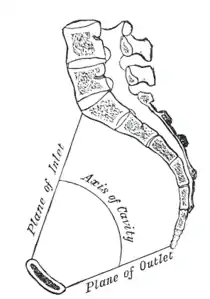 Sezione sagittale mediana del bacino.