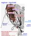 Fig.5 - Regione inguinale