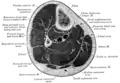 Sezione orizzontale dell'arto inferiore.