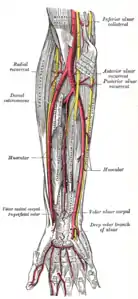 Le arterie ulnare e radiale. Visione profonda.