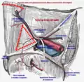 Fig.10 - Triangolo di Hesselbach