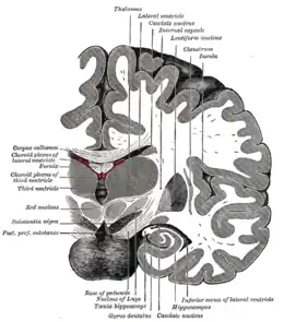 Sezione del cervello