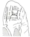 Orbital surface of left frontal lobe.