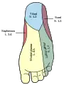 Diagramma della distribuzione dei nervi cutanei del piede