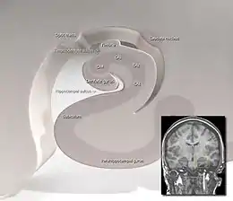 Diagramma dell'ippocampo