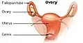 Rappresentazione dell'utero in corretta proiezione spaziale. La cervice uterina protrude nella porzione superiore del canale vaginale.