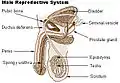 Sistema riproduttivo maschile.