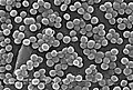 Staphylococcus aureus