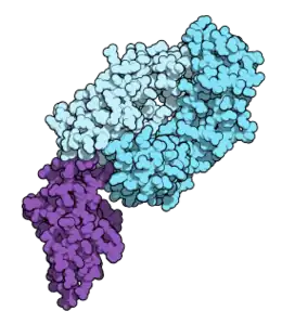 Modello a calotta della regione Fab (regione legante l'antigene) del nivolumab