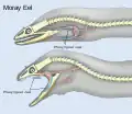 Illustrazione delle fauci faringee di una murena