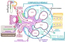 L'immagine è da modificare in quanto le cellule della macula densa sono a contatto con il tubulo distale. Quindi va cambiata la dicitura da tubulo prossimale a tubulo distale (quello rosa fuori a sinistra). è corretto invece l'immagine piccola del nefrone in alto a sinsitra, dove si vede che le arteriole afferente ed effreten sono a contatto con il tubulo distale. ( in rosa)