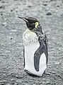 Un pinguino reale con piume sostitutive in via di sviluppo.