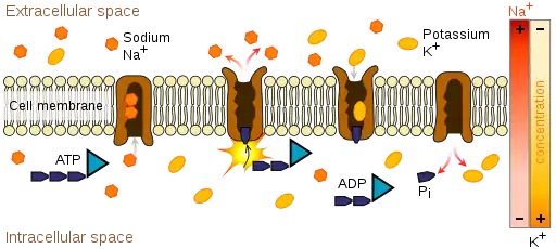 Immagine del doppio foglietto della membrana cellulare con l'enzima sodio-potassio ATPasi che facilita il trasporto del potassio all'interno della cellula e del sodio all'esterno. Questo processo richiede l'adenosina trifosfato, o ATP, come fonte di energia.