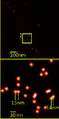 Localizzazione di YFP molecole in una cellula(15 nm distanza)SPDMphymod tecnologia