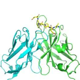 Struttura del dominio AduFab dell'aducanumab legato a un frammento del peptide betamiloide (in giallo)