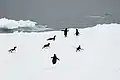 Antarctic Sound