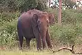 Elefante