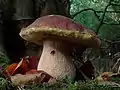 Porcino o Boletus Edulis