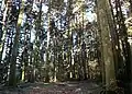 Bosco di Archiforo