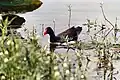 Gallinella d'acqua