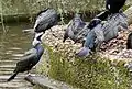 Cormorani