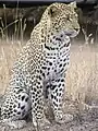 Leopardo