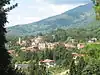 Pollone (immagine)