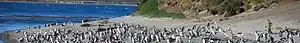 Puerto Williams (banner)