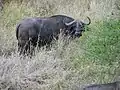 Bufalo africano